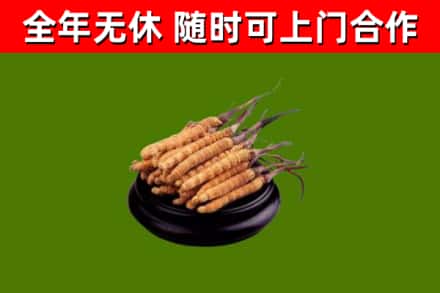湖州市烟酒回收冬虫夏草.jpg